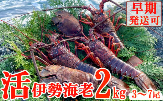 
【天然】活伊勢海老２ｋｇ
