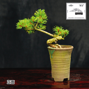 赤石の泉 赤石 五葉松（鉢植え） F-123【現品限り】【配送地限定】