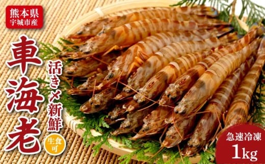 車海老 海老 特殊冷凍 1kg (36～52尾) 海老 刺身 熊本県産 急速冷凍 熊本県産 急速冷凍 車海老 1kg(36～52尾) 生食可 瞬間冷凍
