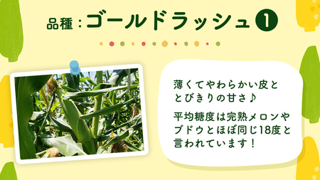 【先行予約 令和7年 6月下旬 以降発送 】 朝採り とうもろこし （ ゴールドラッシュ ） 約 3.5kg トウモロコシ 朝採り 甘い 新鮮 スイートコーン コーン 野菜 極甘 岩田さん 2025 