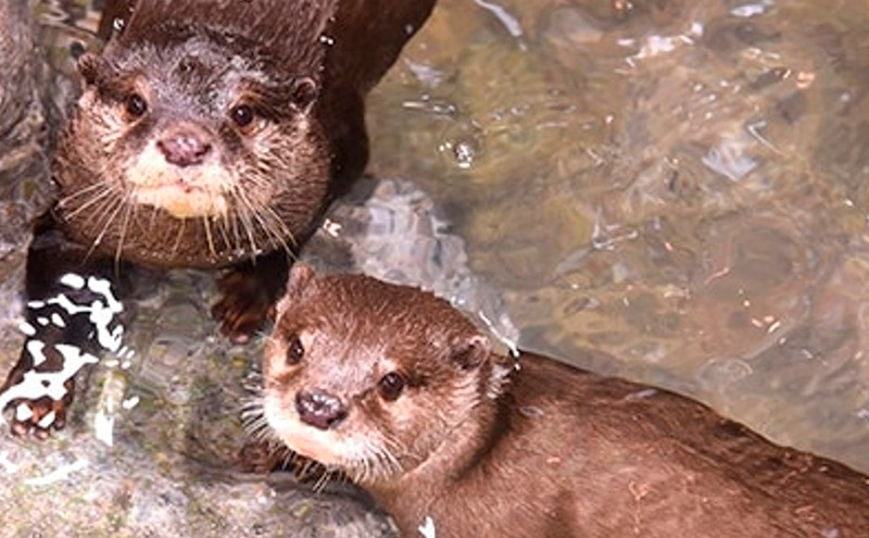 チケット 神奈川 【新江ノ島水族館】前売入場券（大人1枚、小・中学生1枚）有効期間2025年3月1日～6ヵ月間 水族館 前売 入場券 江ノ島 藤沢市 神奈川県 プレゼント ギフト