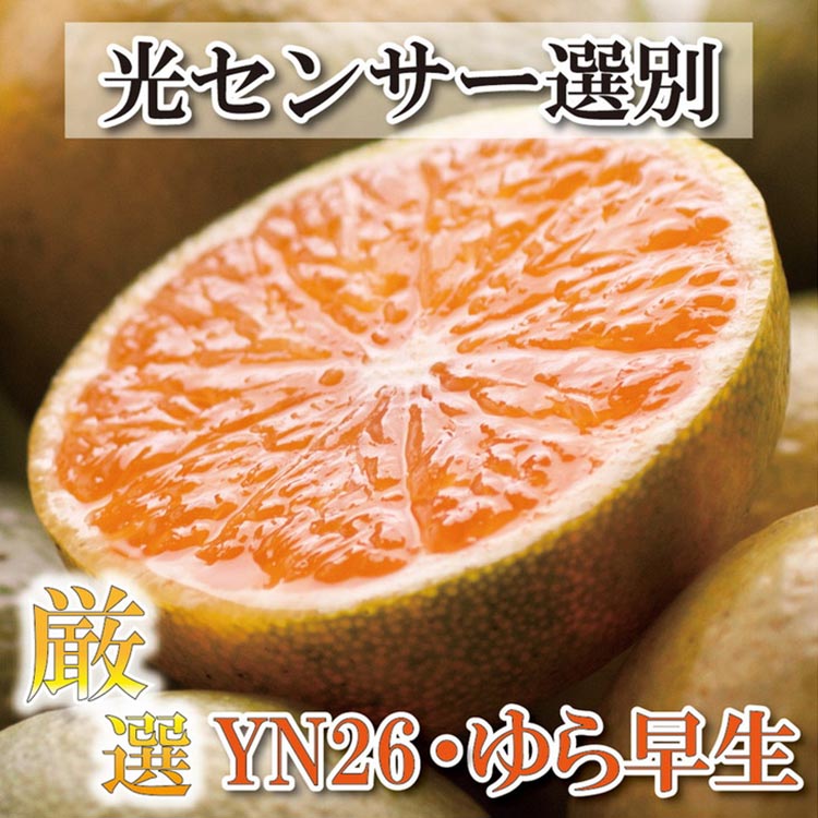 〈10月より発送〉ゆら早生 プレミアム有田みかん 7.5kg+250g（傷み補償分） ｜ 柑橘 果物 フルーツ 糖度 甘い 濃厚 コク ジューシー 光センサー ※北海道・沖縄・離島への配送不可 ※2025年10月上旬～11月中旬頃に順次発送予定