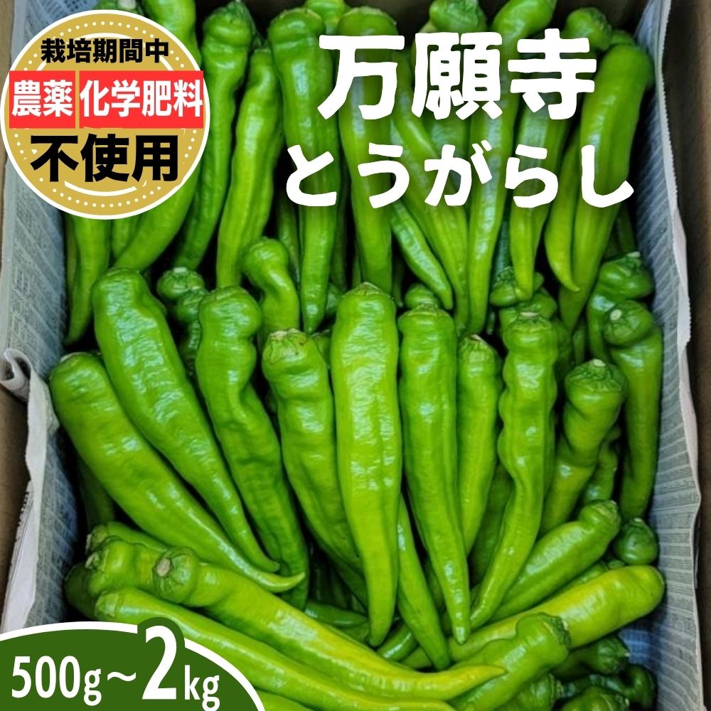 【ふるさと納税】万願寺とうがらし 500g〜2kg｜ とうがらし 唐辛子 生とうがらし 甘とう 栽培期間農薬不使用 化学肥料不使用 除草剤不使用 有機肥料使用 竹原産 グッドソイルグループ