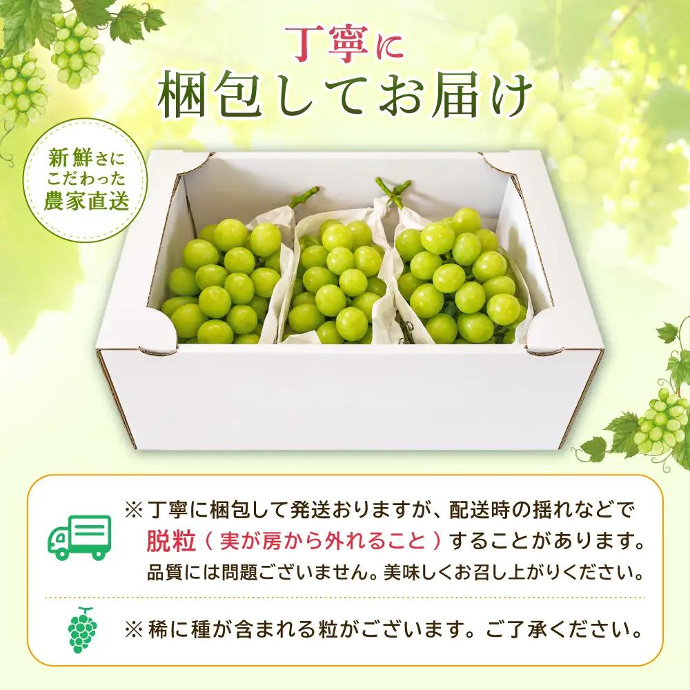 大分県産 シャインマスカット 約500g (1～2房) 2B1