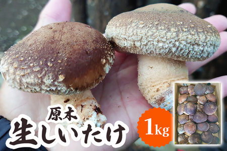 [先行予約 2024年12月より順次発送] 原木 生しいたけ 1kg｜シイタケ 椎茸 国産 産地直送 おんだファーム 甘楽町 [0185]