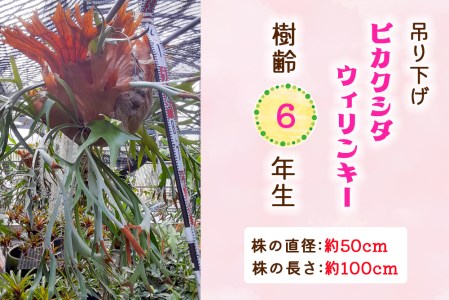 ビカクシダ ウィリンキー (吊り下げ) 樹齢6年生 (株の直径：約50cm／株の長さ：約100cm) [0476]