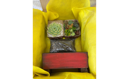 多肉植物 じぶんで植える 多肉 寄せ植えキットE 木製 シンプル プランター 全3色 インテリア 植物 寄せ植え ガーデニング 福岡 小郡市 水色