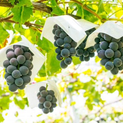 銀河農園まきおかの甘くてジューシーな巨峰(種なし)約2kg(4～5房)【配送不可地域：離島】