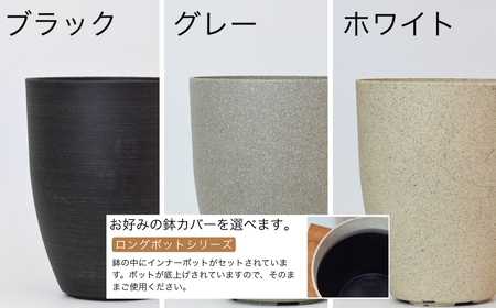 【ブラック】大型観葉植物 ≪1鉢≫ 鉢カバー付き 観葉植物