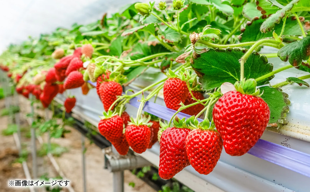 【先行予約】 いちご 約1kg（約250g×4パック） イチゴ 苺 果物 フルーツ 旬 いちごジャム いちごスムージー 【2026年2月上旬より順次発送】