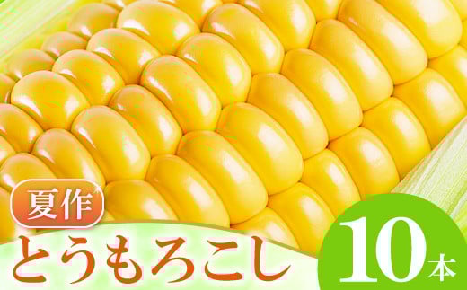 
［夏作］朝採れとうもろこし　10本【先行予約 朝採れ とうもろこし 10本 早期予約 期間限定 季節限定 お土産 野菜 やさい 夏野菜 夏 トウモロコシ】
