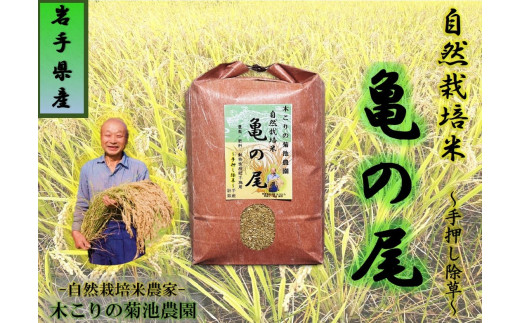 令和7年産【数量限定】木こりの菊池農園 自然栽培米【亀の尾】玄米10kg　米 希少 ご飯 ごはん おにぎり お米 炊きたて 岩手県 北上市 K0071