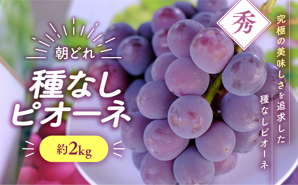 【先行予約2025年/令和7年発送分】種なしピオーネ　約2㎏