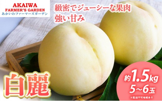 
                  桃 2026年 先行予約 白桃 白麗 約1.5kg 5～6玉 もも 岡山県 赤磐市産 フルーツ 果物 あかいわファーマーズガーデン
                