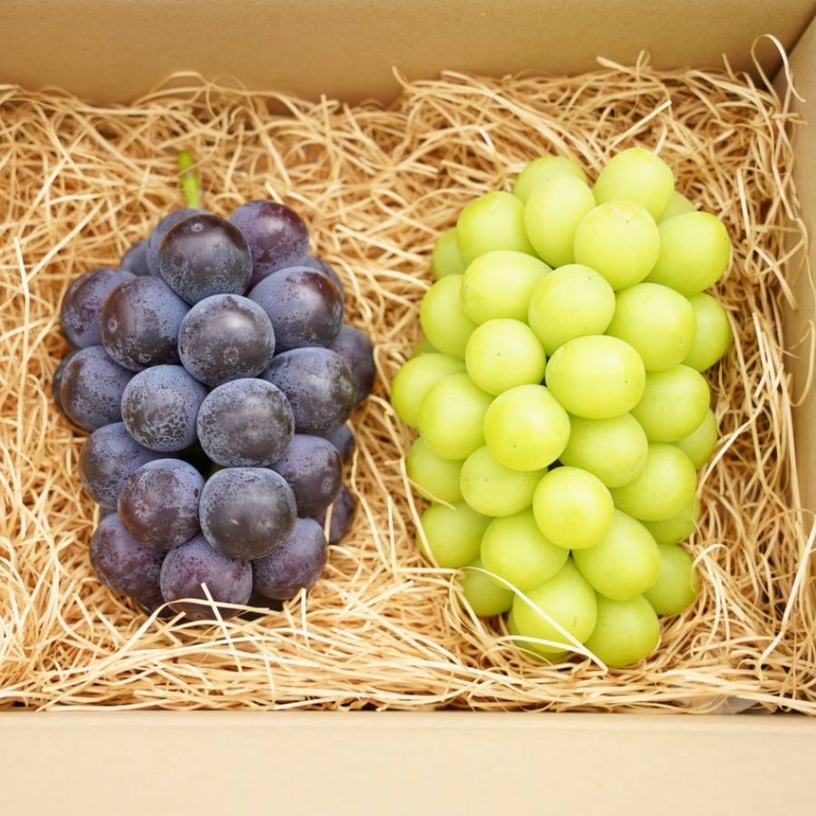 ＜HARETOMI＞プレミアム「ピオーネ＆シャインマスカット」各1房（計2房）