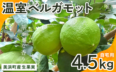 美浜町産温室ベルガモット　生果実『自宅用4.5kg入り』※2024年11月上旬〜2025年2月下旬頃に順次発送