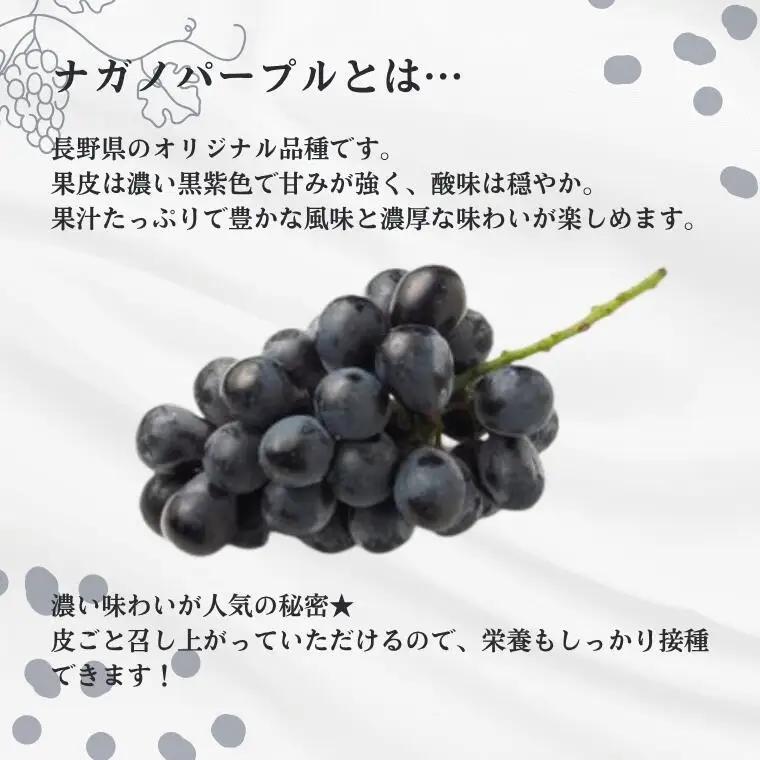 ぶどう ナガノパープル【家庭用】 約1kg ／2026年8月中旬～10月頃配送予定［TK18］//長野県 南信州 松川町産 種なし 皮ごと 南信州 長野県 オリジナル品種 稀少 高糖度 高品質 人気 