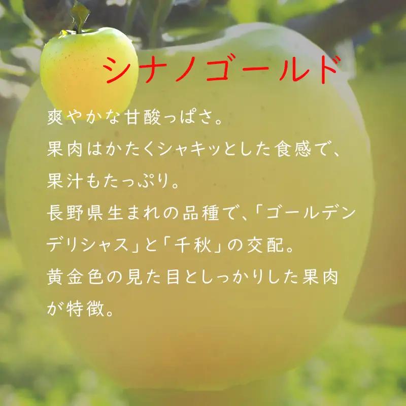【2026年 先行予約 令和8年産】 りんご 5kg 【若手生産者応援】 シナノゴールド 伊藤 快 贈答用 果物 フルーツ 先行 予約 信州 麻績村