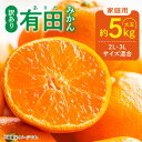 【ふるさと納税】【限定】 【先行予約】ご家庭用 有田みかん 和歌山 大玉(2L,3Lサイズ混合) 5kg