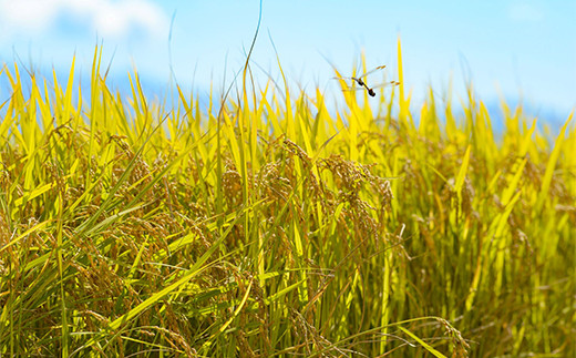 特別栽培米 ヒメノモチ 杵つき餅 6袋セット (丸餅3袋・角餅3袋) 『(株)黒澤ファーム』 餅 もち 杵つき 丸餅 角餅 セット 特別栽培米 ヒメノモチ 正月 雑煮 山形県 南陽市 [2578]