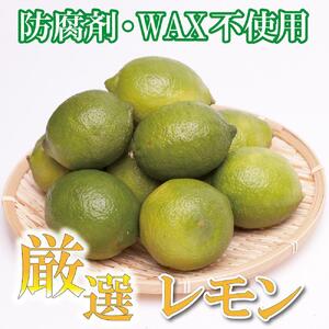 レモン5kg+250g（傷み補償分）【和歌山有田産】【防腐剤・WAX不使用、安心の国産レモン】［IKE129］