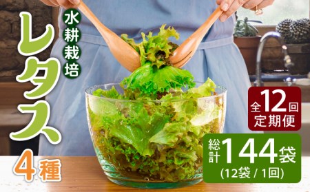 【12回定期便】水耕栽培レタス 4種【モロフジファーム株式会社】[KAA367]/  レタス レタス レタス レタス
