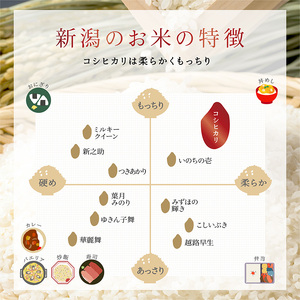 【令和7年新米予約】新潟産コシヒカリ 10kg 米 精米 白米 こめ コメ お米 おこめ コシヒカリ こしひかり 新潟 新潟県 米どころ