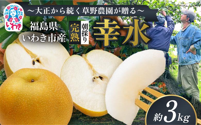 【先行予約】福島県いわき市産 梨(幸水) 約3kg | 梨 幸水 いわき市産 草野農園 約3kg 先行予約 期間限定 果物 フルーツ 和梨 国産 新鮮 産地直送 甘い ジューシー 瑞々しい シャキシャキ 秋の味覚 数量限定 送料無料 フレッシュ 季節限定 | KN001-3kg