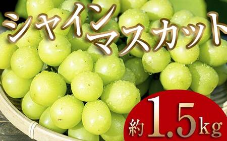 ＜2026年秋発送分先行予約＞大人気！復活！伊達市産 シャインマスカット 約1.5kg (2～4房)フルーツ 果物 ぶどう マスカット デザート 福島県 伊達市  F20C-657