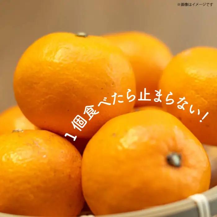 宮川早生みかんLサイズ約5kg[EBI011]温州みかん