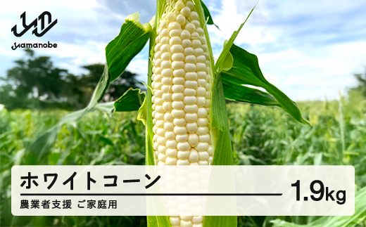 ≪先行予約≫ 農業者支援 ご家庭用 2026年 山形県産 ホワイトコーン 1.9kg 生で味わう 白とうもろこし トウモロコシ コーン 夏 野菜 やさい ※沖縄・離島への配送不可 ot-cnwwx2