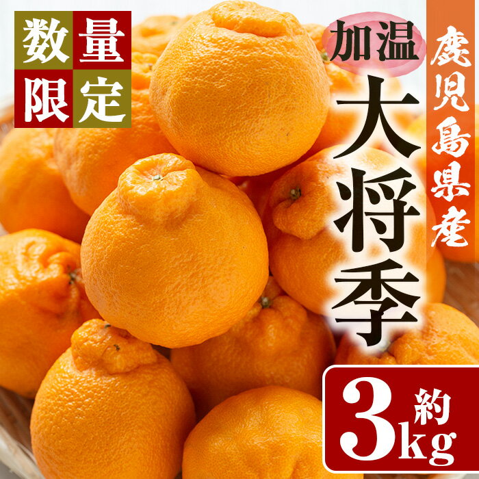 【ふるさと納税】《期間・数量限定》加温大将季(約3kg・化粧箱入り)8～12玉入り！国産 九州産 フルーツ 蜜柑 みかん 大将季 ギフト 贈答 数量限定【さつま日置農協北部営農センター】