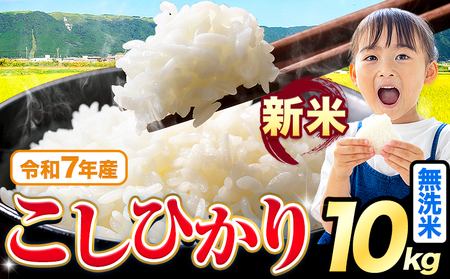 令和7年産 こしひかり 10kg 無洗米 《7-14日以内に出荷予定(土日祝を除く)》