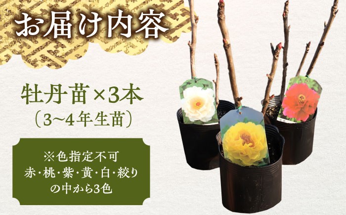 絢爛豪華な牡丹を苗から育ててみませんか？ おすすめ 人気 牡丹 苗 セット