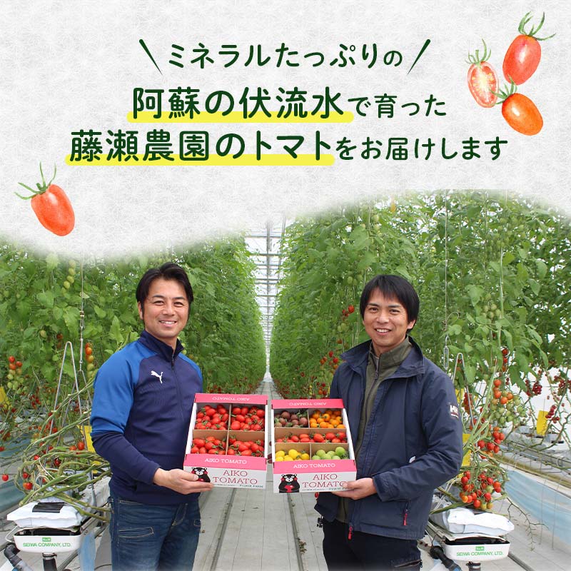 FK7-0207_ 嘉島町産アイコトマト3kg もぎたて 産地直送 産直 有機肥料 甘い フルーティー ミニトマト プチトマト リコピン 新鮮 フレッシュ サラダ 朝食 野菜 食品