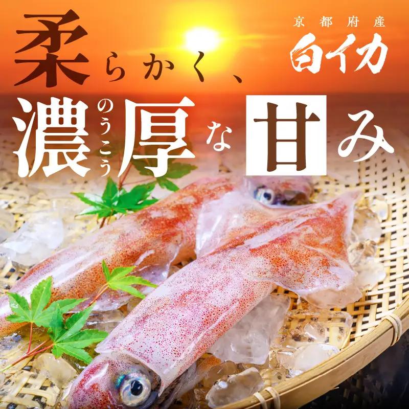 白イカケンサキ正味2kg しろいか