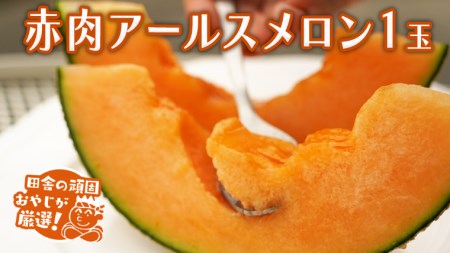 赤肉アールスメロン 1個  フルーツ 果物