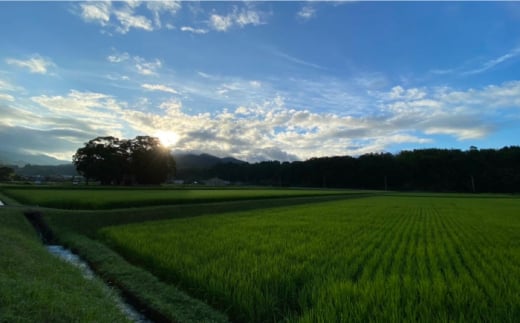 玄米 カイロ YOHEHO 肩掛け・紺【山麓はっち】 [ZBM002]