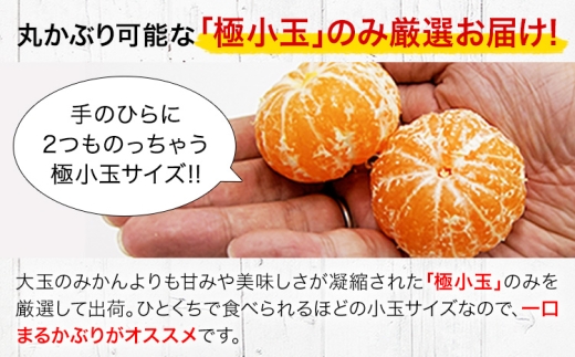 先行予約 小玉みかん 8kg 旬 みかん《9月下旬-12月下旬頃出荷》熊本県 南関町 ご家庭用 熊本県産 S-3Sサイズ フルーツ 柑橘 温州みかん 早生 中生 晩生 ジュース ゼリー 訳あり 小玉 