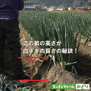 キッチンファームみどりの白ネギ LLサイズ 1kg （土付き） 006KM02N.