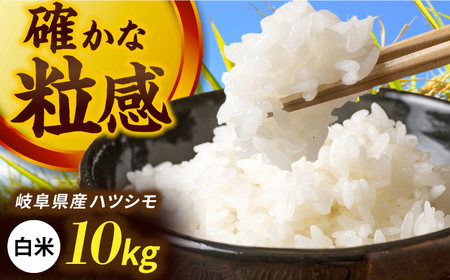令和7年産 ハツシモ 白米 10kg 精米 米 ブランド米 岐阜市 / 川瀬ファーム[ANIB002]