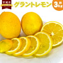 【ふるさと納税】グラントレモン 約3kg 高橋果樹園 レモン 檸檬 柑橘 国産 九州産 熊本県産 宇城市産 送料無料 【2024年9月下旬から2025年2月下旬発送予定】