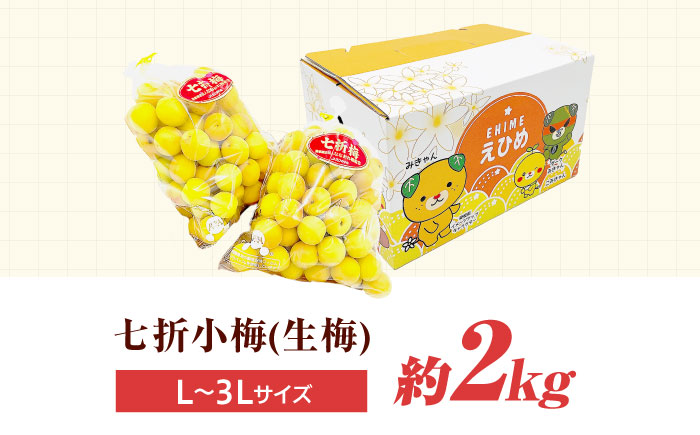 梅 七折小梅(生梅) 2kg 【5月中旬から6月下旬まで順次発送】 / 小梅 青梅 生梅 梅干し 梅干 梅酒 梅ジュース 梅シロップ 2kg 先行予約 / 愛媛県砥部町/株式会社フジ・アグリフーズ [