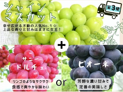 【2616-0297】[全4回定期便産地直送] 岡山シャインマスカット＆マイハート入り！新鮮ぶどう定期便×4回コース