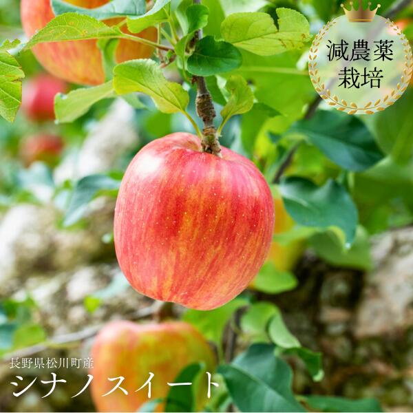 【ふるさと納税】＊2026先行予約＊りんご シナノスイート 約5kg 減農薬栽培 秀品／10月上旬頃から配送予定 YN12