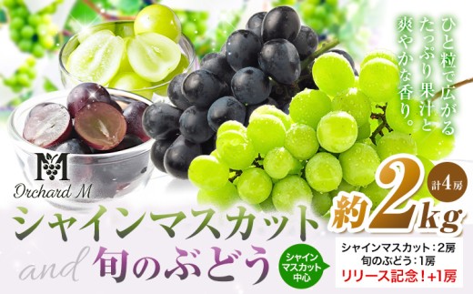 〈プラスワン企画実施中〉 シャインマスカット 2房 (約500g～600g ×2房) ＋ 旬のぶどう 1房 (約500g～600g) ＋ お試しぶどう 1房 (約200g)  計 約2kg《8月中旬-10月上旬頃出荷》熊本県 長洲町 シャインマスカット ぶどう マスカット 果物 フルーツ スイーツ デザート Orchard M