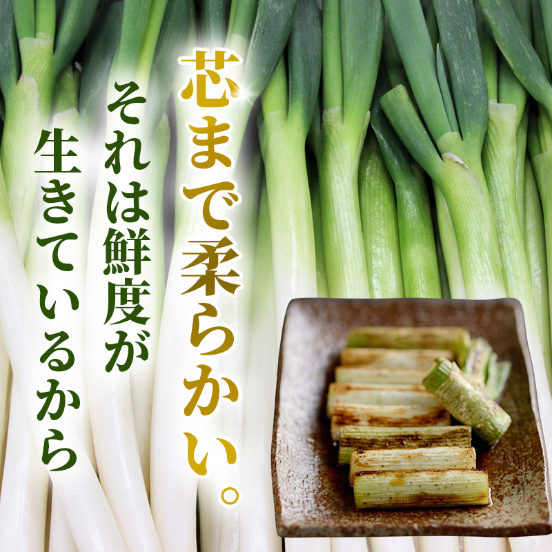 長ねぎ 約5kg 新鮮 野菜 ねぎ 葱 野菜 やさい 新鮮 鍋 薬味 焼きネギ 業務用 家庭用 宮城県 大河原町