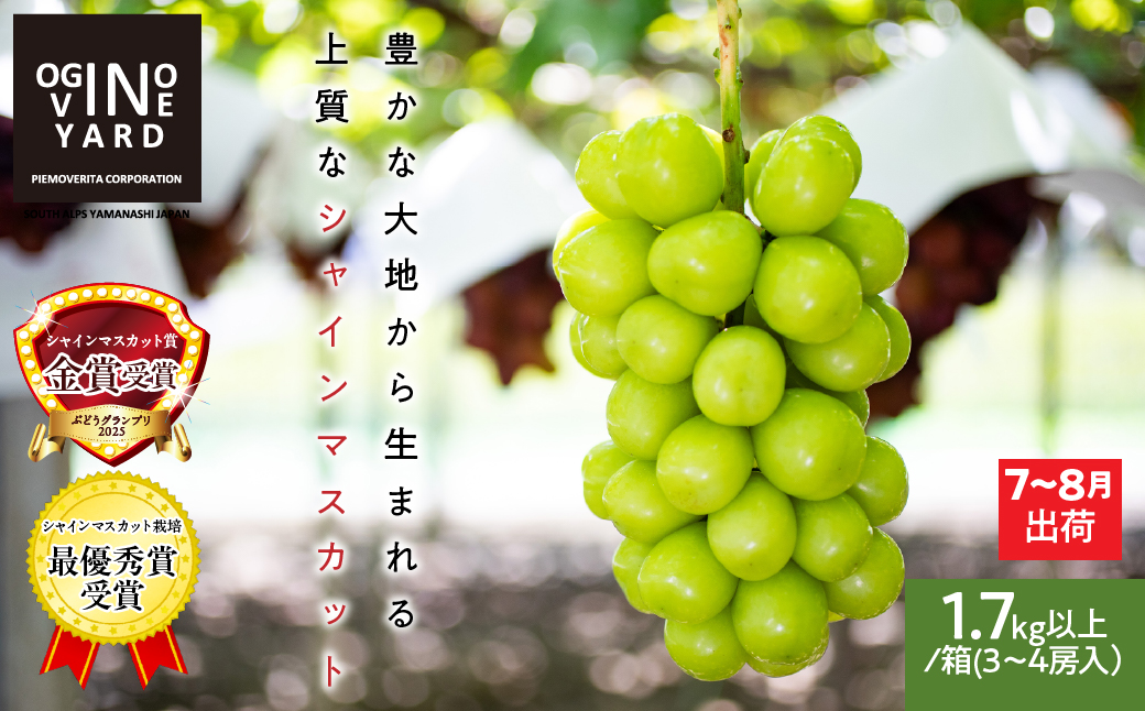 ＜2026年発送先行予約＞山梨県産早期出荷シャインマスカット １．7ｋｇ以上／箱　３～４房入 ALPAK011