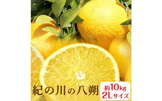 
秀品 紀の川の八朔 約10kg 2Lサイズ 厳選 はっさく 柑橘《1月中旬-2月下旬頃出荷》 紀の川市厳選館 和歌山県 紀の川市 フルーツ 果物
