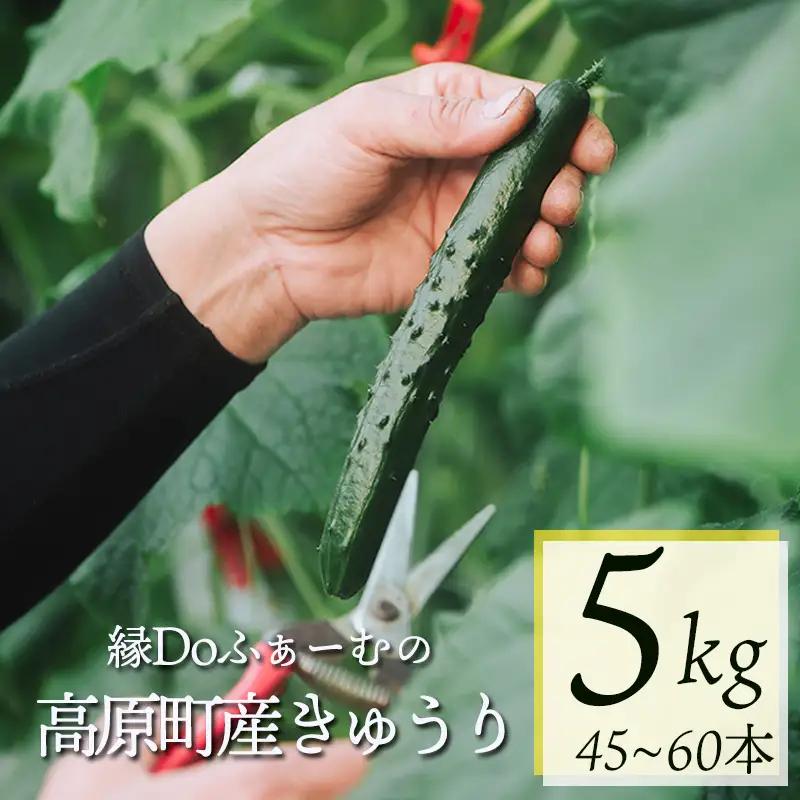 宮崎県高原町産きゅうり5kg（45～60本）　[国産 九州産 サラダ お料理 ワンストップオンライン 10000円]  TF0906-P00082